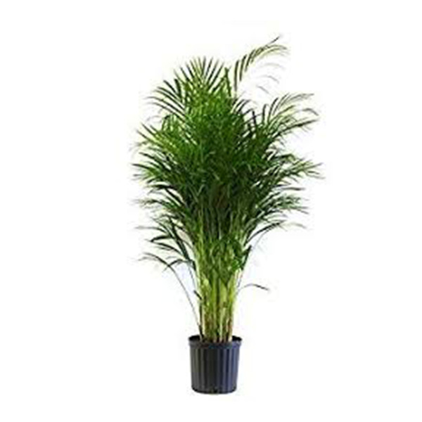 PALM ARECA 12