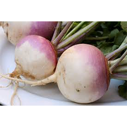 VEGE TURNIP PER LB