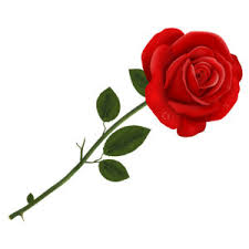 ROSE SINGLE