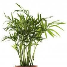 PALM BAMBOO 12"