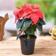Poinsettia  8'' Christmas Flower